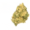 Banana CBG (Greenhouse) ⭐⭐⭐⭐