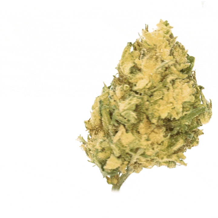 Banana CBG (Greenhouse) ⭐⭐⭐⭐