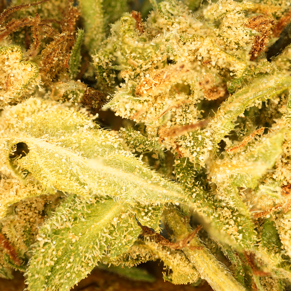 Banana CBG (Greenhouse) ⭐⭐⭐⭐