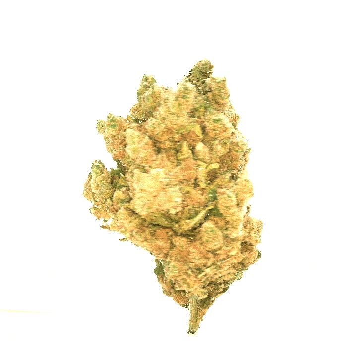Amnésia CBD (hydroponique) ⭐⭐⭐⭐⭐