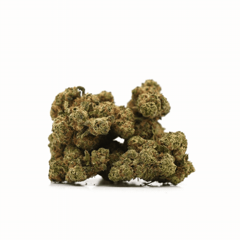 Plutonium CBD (hydroponique) ⭐⭐⭐⭐⭐
