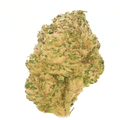 Critical CBD (hydroponique)       ⭐⭐⭐⭐⭐