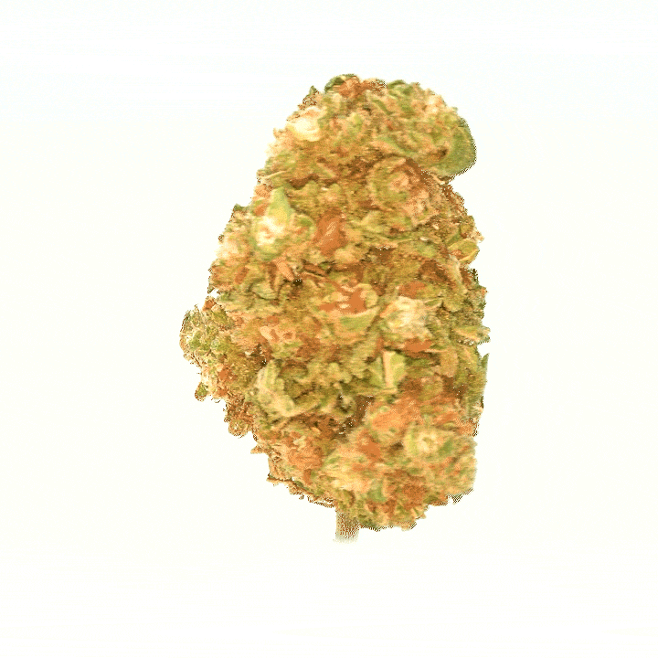 La Gélato CBD (Hydroponique)     ⭐⭐⭐⭐⭐