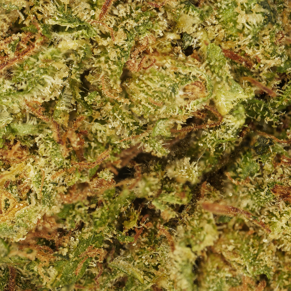 Cookie Kush CBD (indoor) ⭐⭐⭐