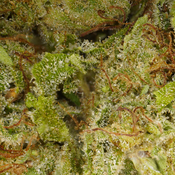Plutonium CBD (hydroponique) ⭐⭐⭐⭐⭐