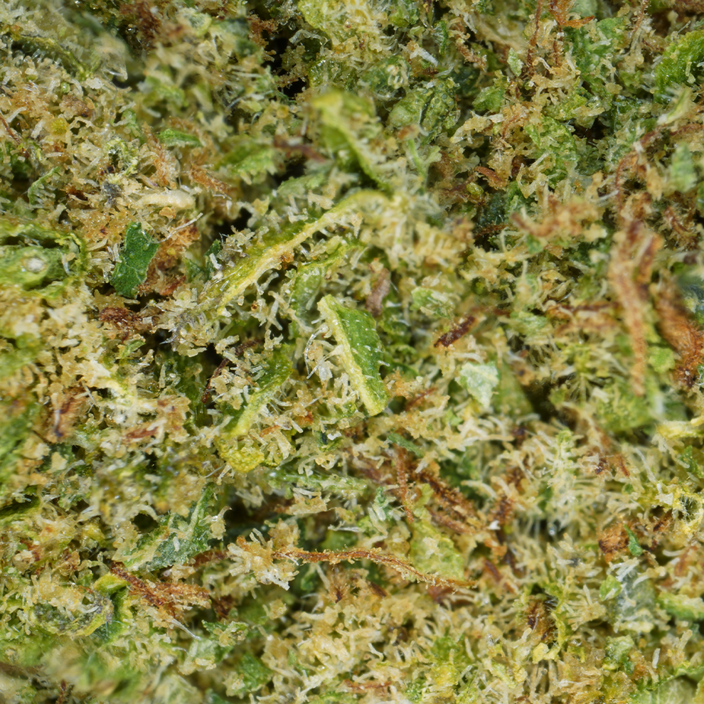 Alien Kush CBD (Hydroponique)   ⭐⭐⭐⭐⭐