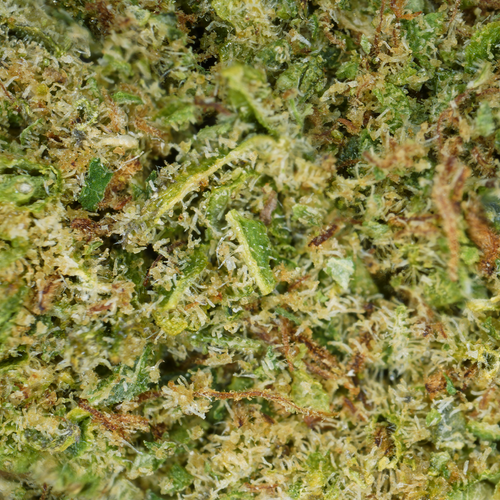 Alien Kush CBD (Hydroponique)   ⭐⭐⭐⭐⭐