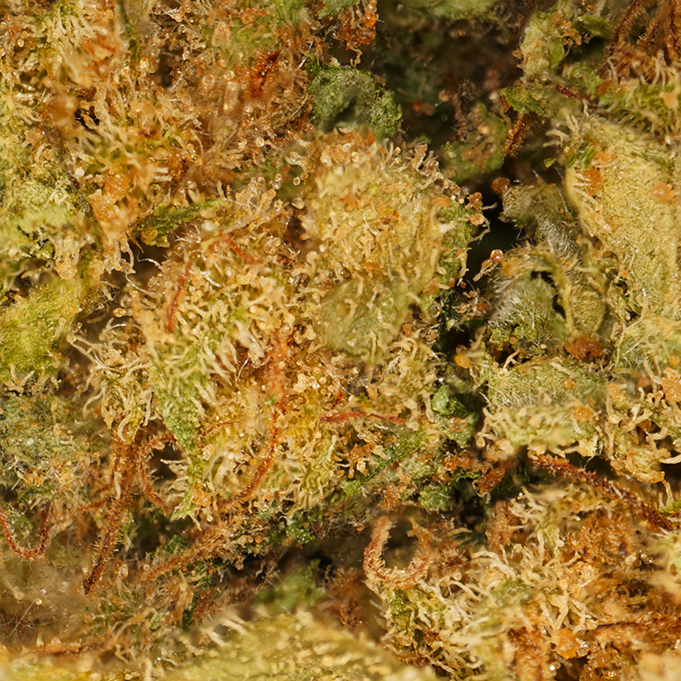 La Gélato CBD (Hydroponique)     ⭐⭐⭐⭐⭐